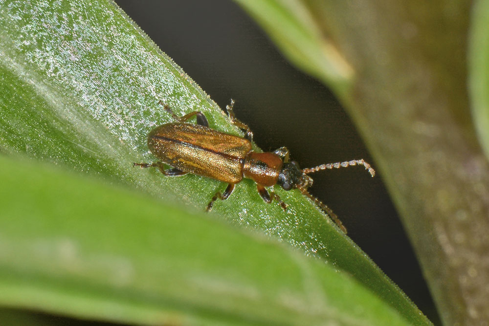 Chrysomelidae, Orsodacne humeralis (= lineola?).